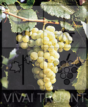 Foto di un grappolo d'uva di Chardonnay SMA 123